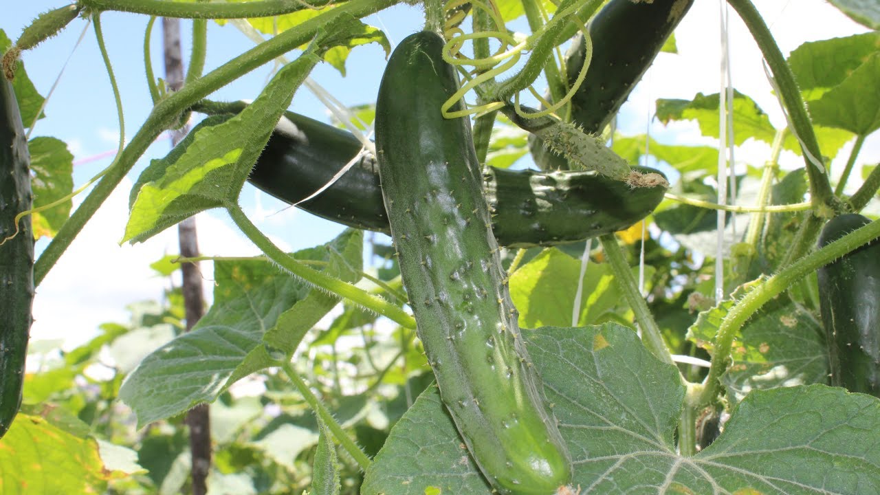 Técnica de Tutoreo para Plantas de Pepino
