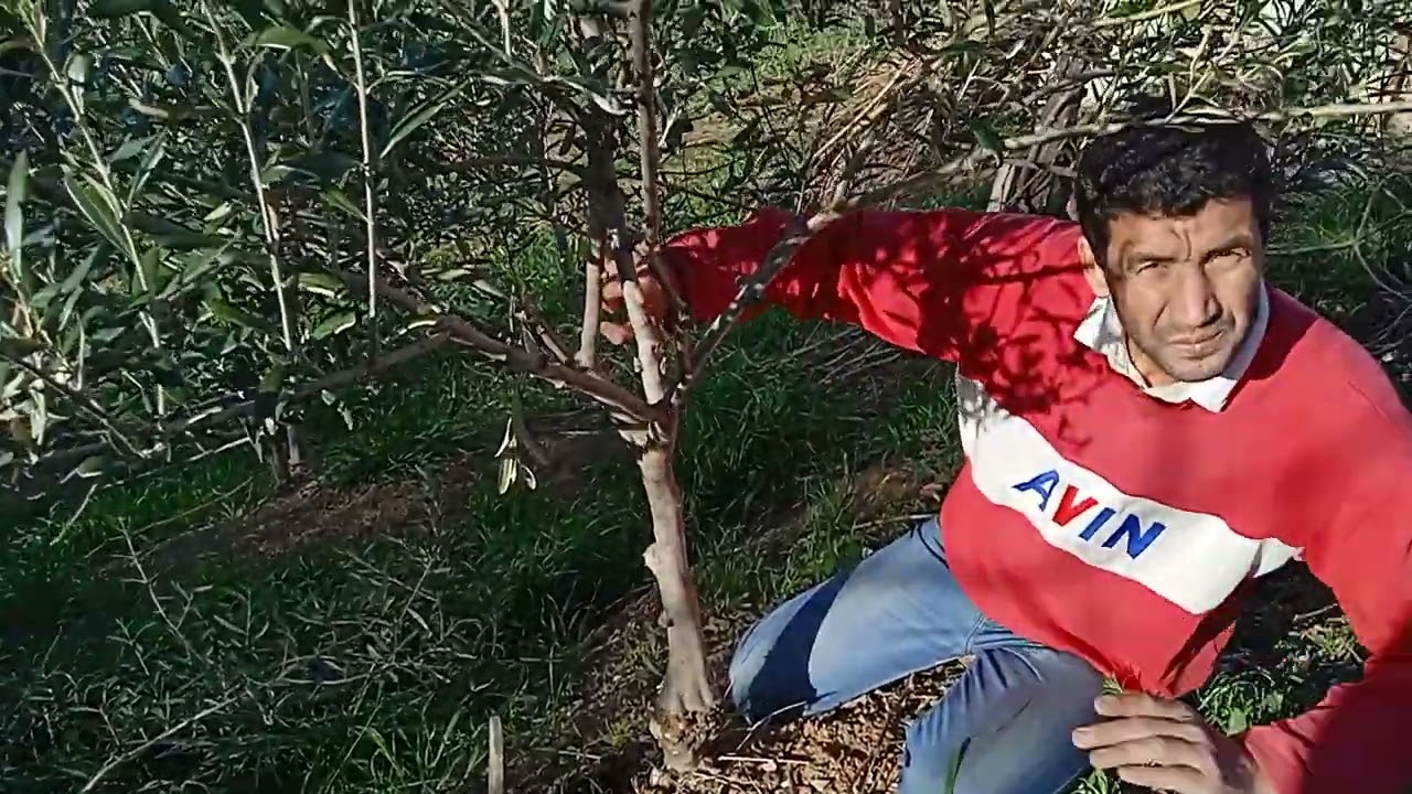 Taille d'un jeune olivier