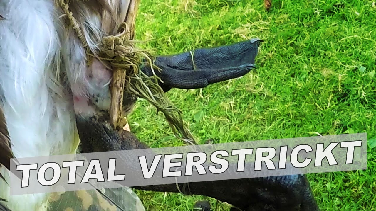 Total verstrickt - Tiernotruf #47