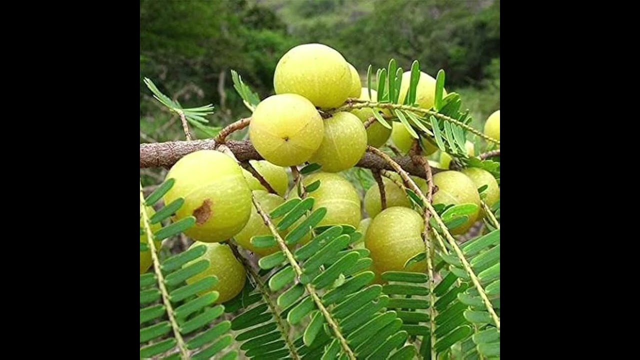 आमलकी एकादशी व्रत की विधि