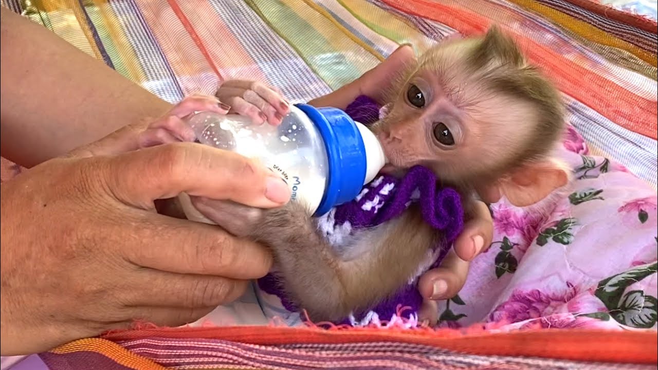 Great!! Mom breastfeeds her adorable little baby, LIORA, in a hammock before taking her outside