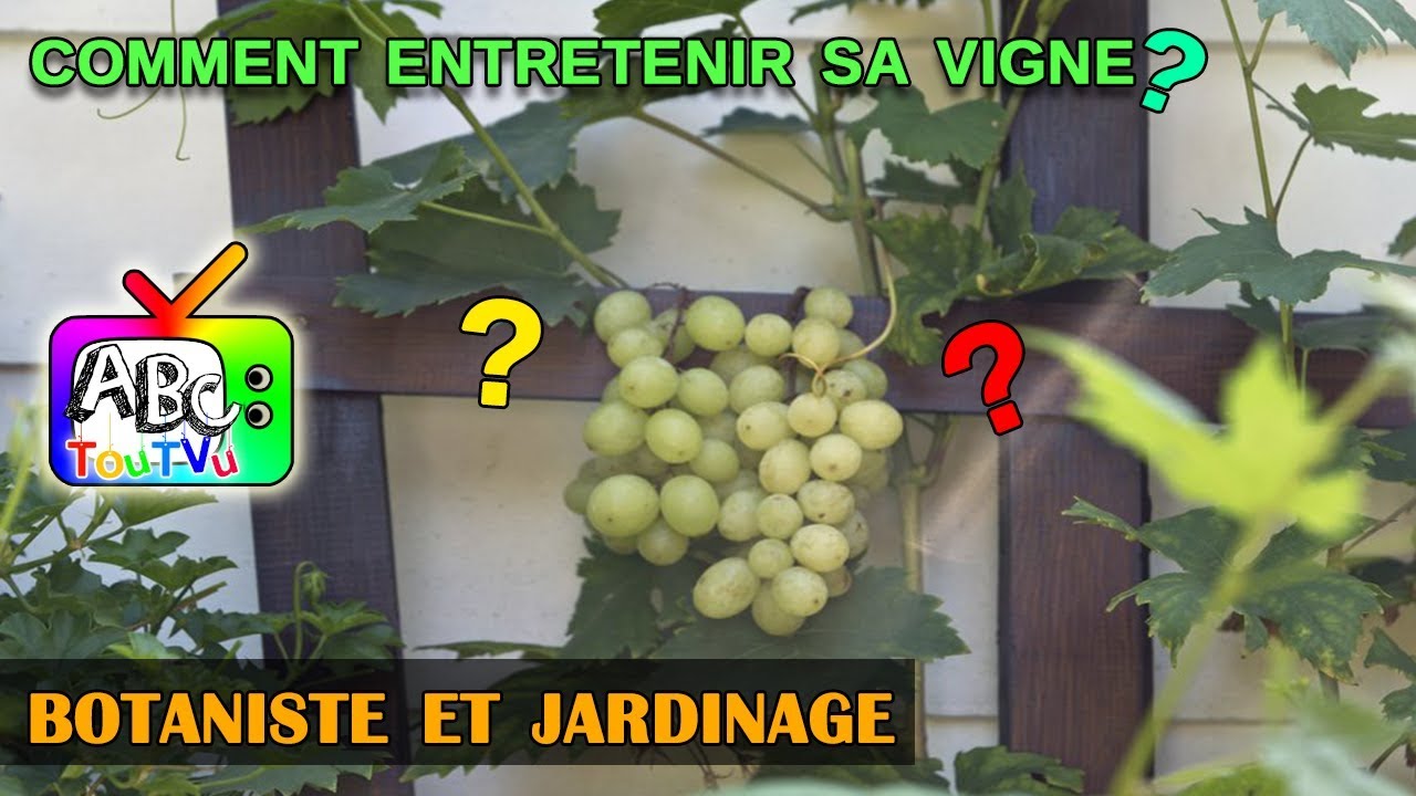 Comment entretenir sa vigne?
