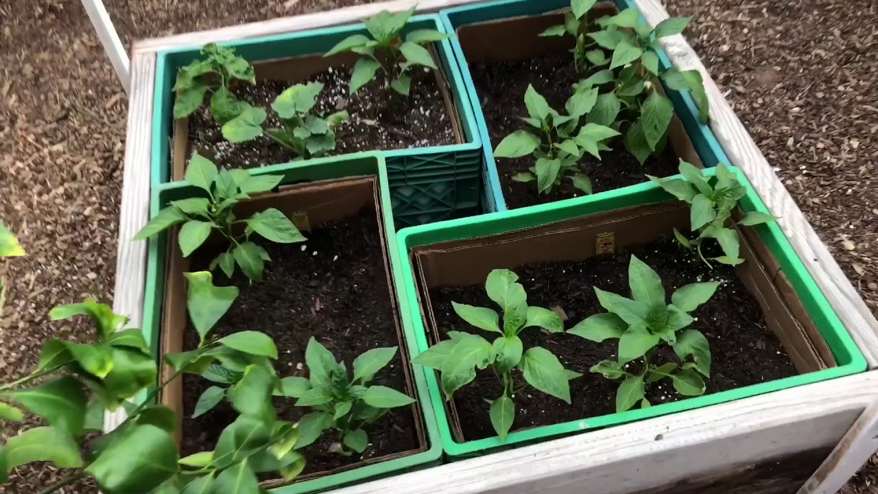 Milk Crate Raised Bed and Stuff