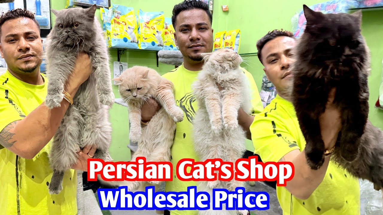 Persian Cat's & Kittens Wholesale Price. Cat Market in Kolkata. Kolkata Cat Market.