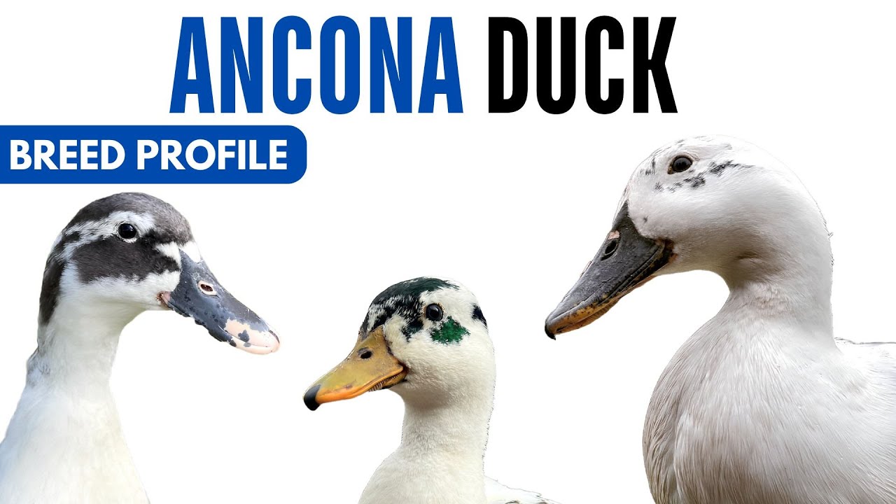 Ancona Duck Breed Profile History Health Issues - Ancona Duck Egg Ratio Lifespan