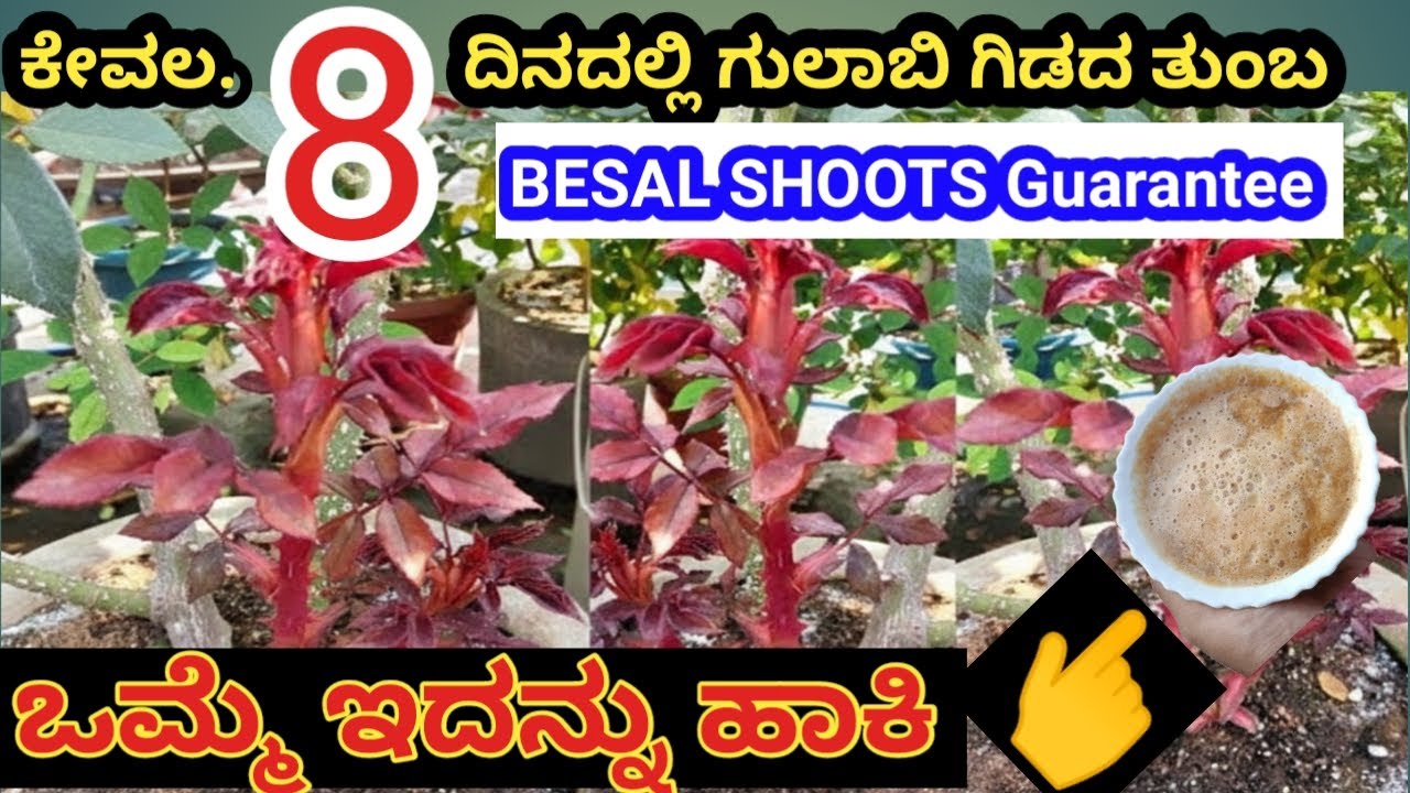 ಒಮ್ಮೆ ಇದನ್ನು ಹಾಕಿ ಕೇವಲ 8 ದಿನದಲ್ಲೇ ಗಿಡದ ತುಂಬ besal shoots guarantee 100%\ besal shoots on rose plant\