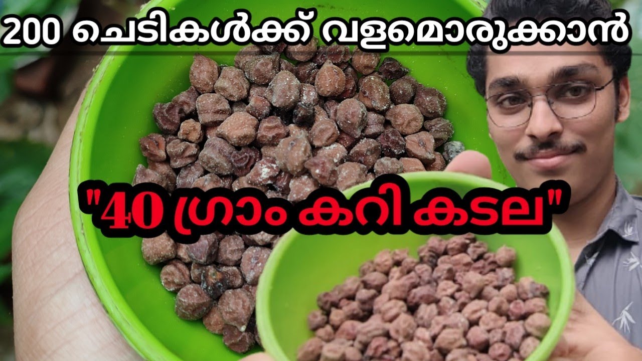 200 ചെടികൾക്ക് വളം തയ്യാറാക്കാൻ കറികടല മാത്രം മതി #കറികടല #ജൈവവളം #കടലപ്പിണ്ണാക്ക് #കമ്പോസ്റ്റ്