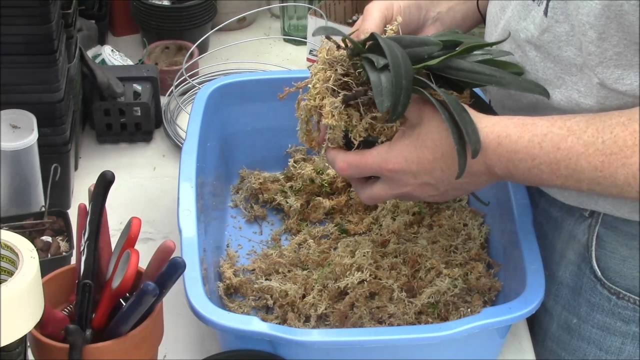 A Bulbophyllum Primer Part 2