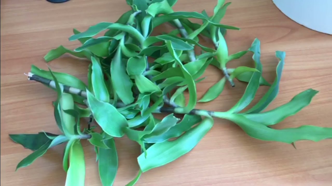 Настойка из золотого уса для суставов и от хондроза