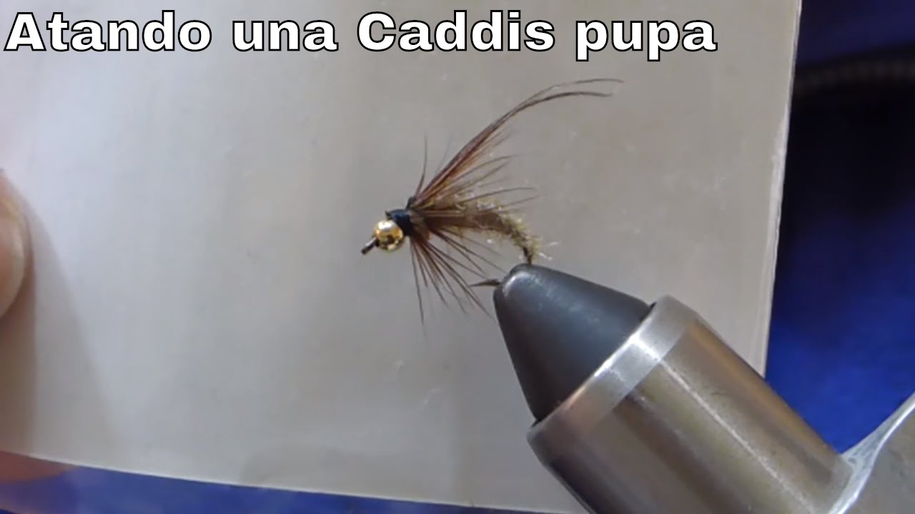 Atando una Caddis pupa