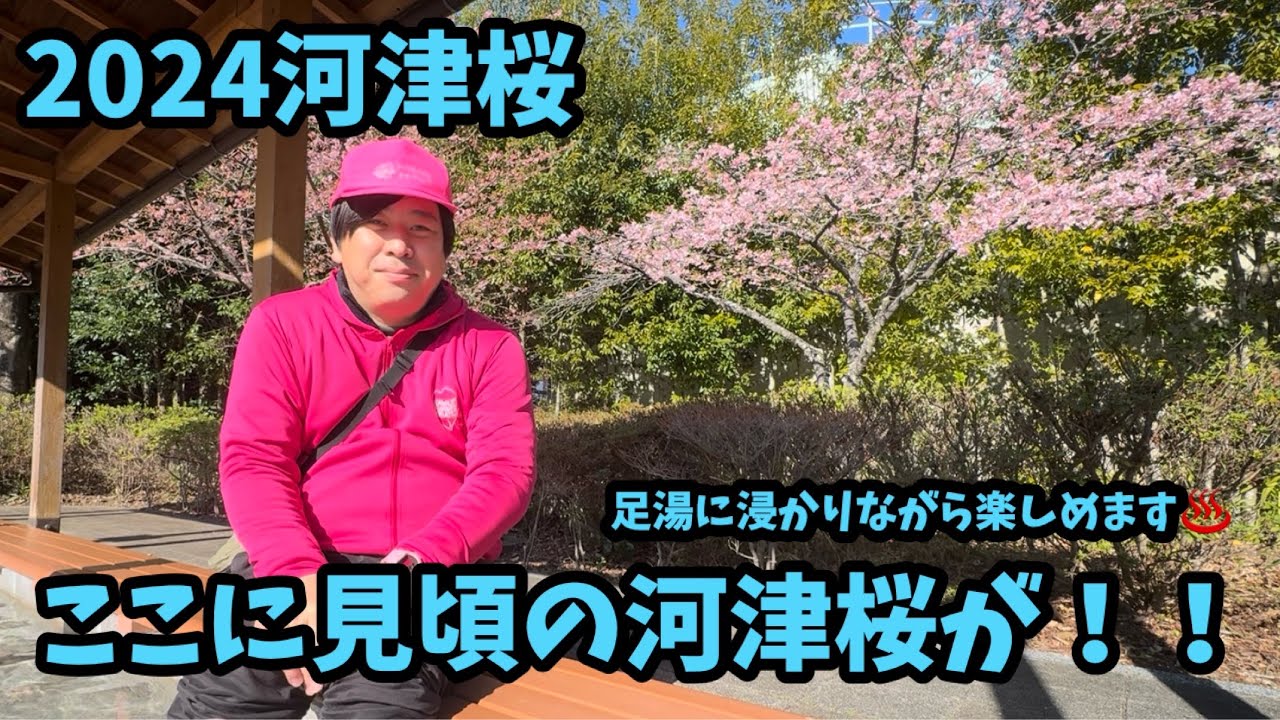 【2024河津桜まつり】1.29 見頃の河津桜ある！峰温泉大噴湯公園　足湯　河津櫻　ライブカメラ