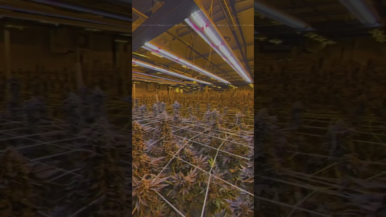 Epic Grow - 818 Brands