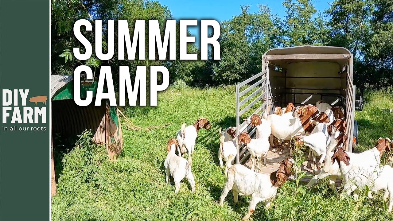 BEST PLACE ON OUR FARM - The Summer Migration! ☀️