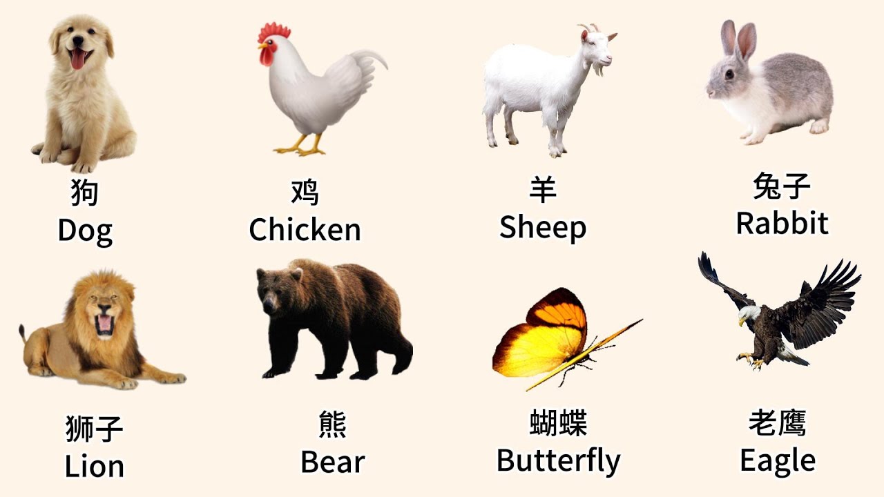 学中文动物词汇｜Animals in Chinese with Pinyin & English #chineseconversation  #chinesepractice #中文轻松学