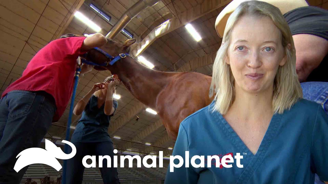 Extirpan masa a un caballo de la policía montada | Dr. Jeff, Veterinario | Animal Planet