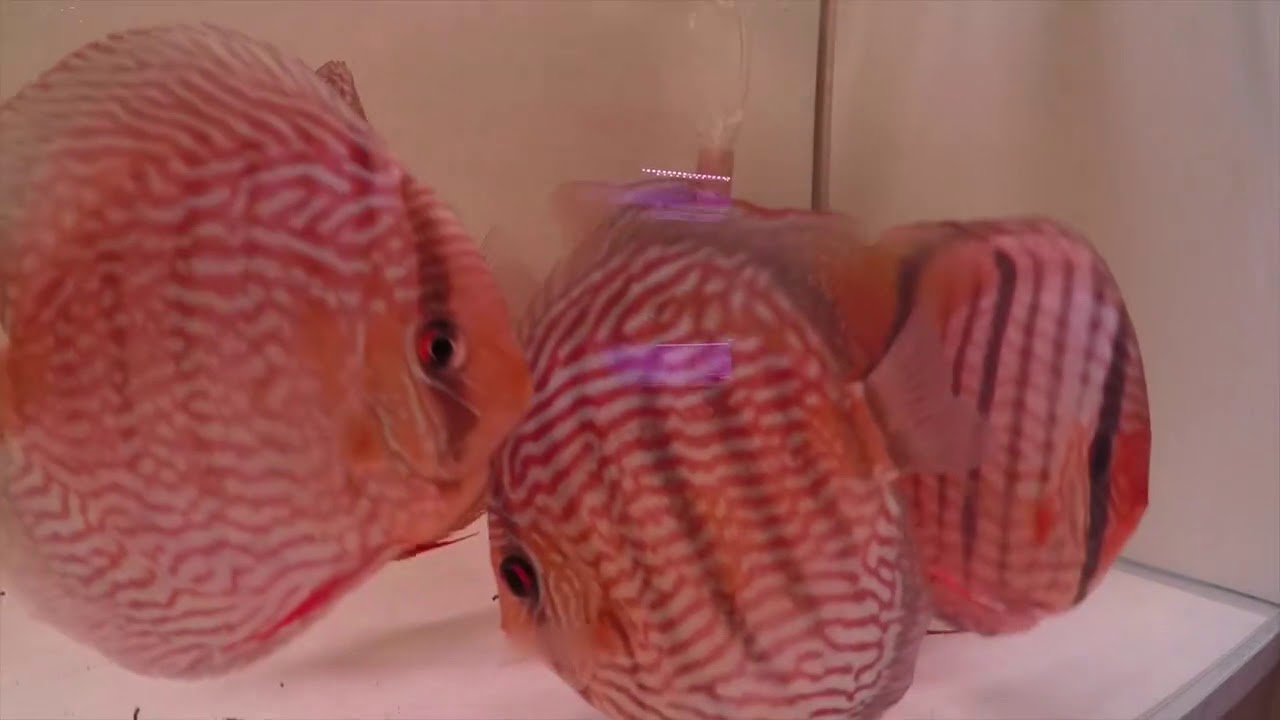 Unexpected visit from Santerm Discus LTDA