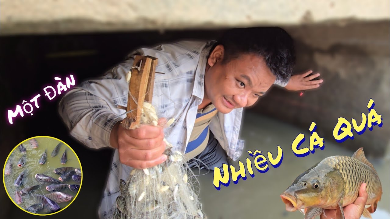 Liều Mình Thả Lưới Bắt Cá Ở Trong Cống Được Rất Nhiều Cá /Nhân Tạ Mốt