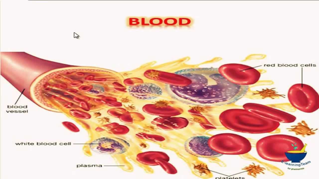 د.لمياء قاسم - lec1 - Hematology