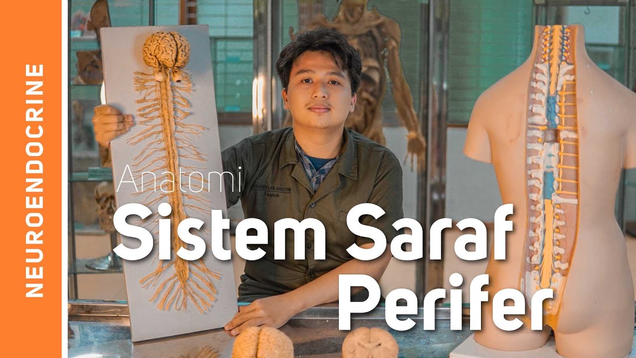 Anatomi Sistem Saraf-Sistem Saraf Tepi (Nervi cranialis et spinalis)