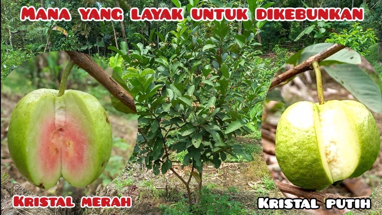 JAMBU KRISTAL vs KRISTAL MERAH JENIS MANA YANG LAYAK UNTUK DIKEBUNKAN
