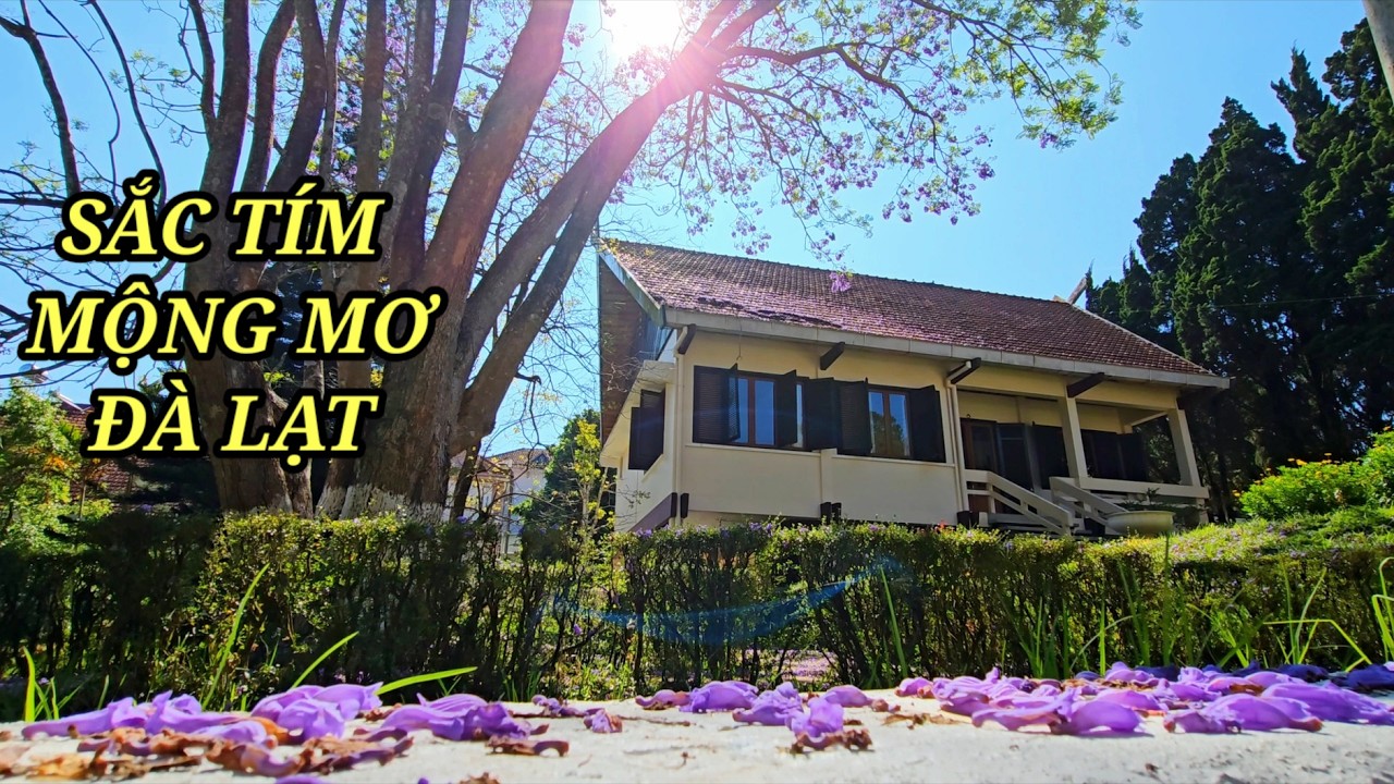 Sắc tím mộng mơ Đà Lạt mùa đẹp nhẹ nhàng