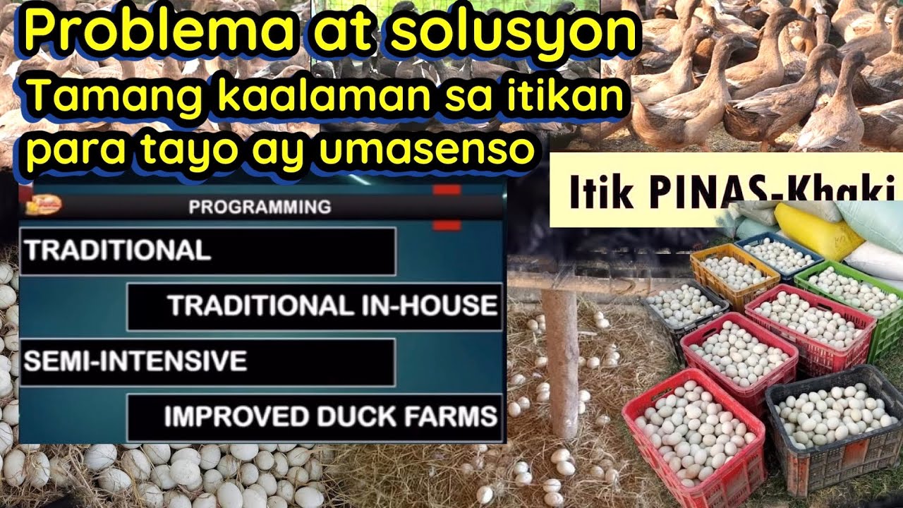 Problema at solusyon sa itik farm | tamang kaalaman sa itikan para tayo ay umasenso @KafarmersIdea