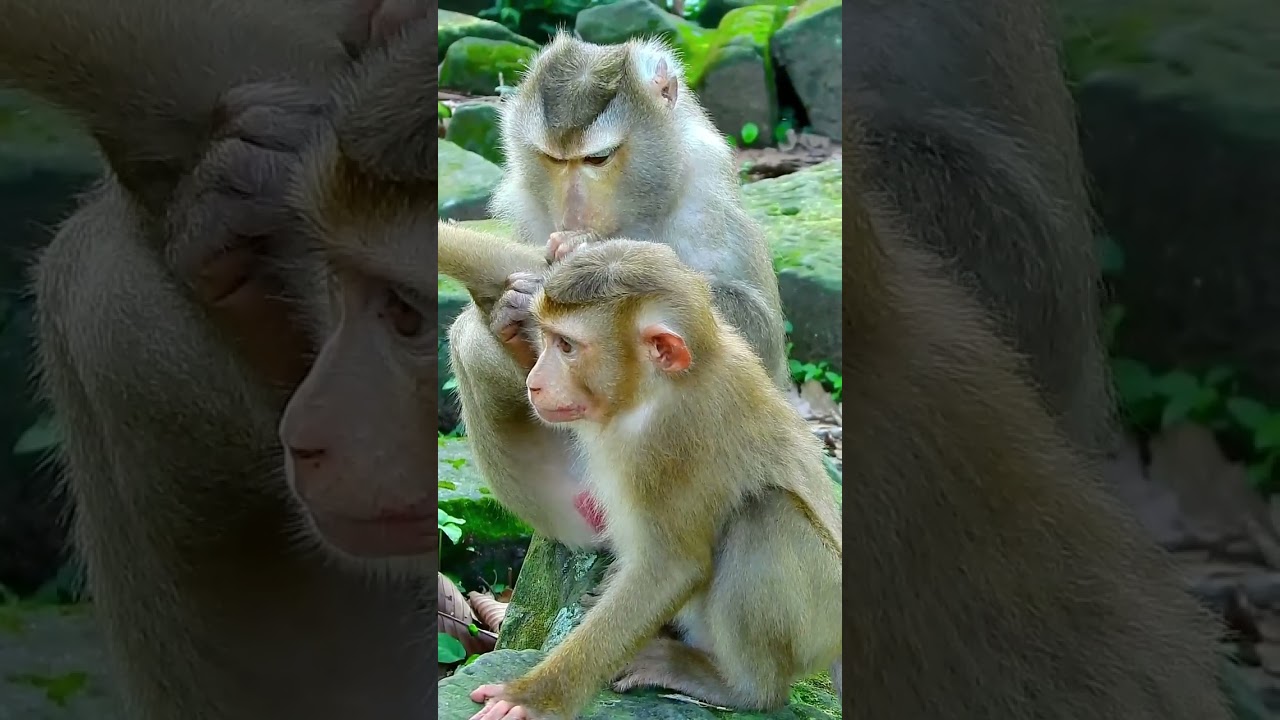 Best clip of Leo baby gets grooming very lovely, Adorable Leo looks excited and friendly. 