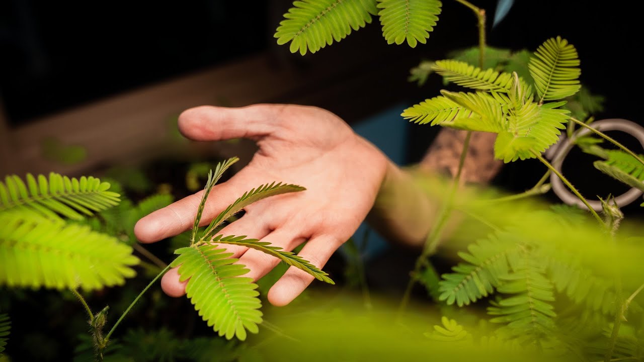 After Dark | AI: Ancestral or Artificial Intelligence? | Exploratorium