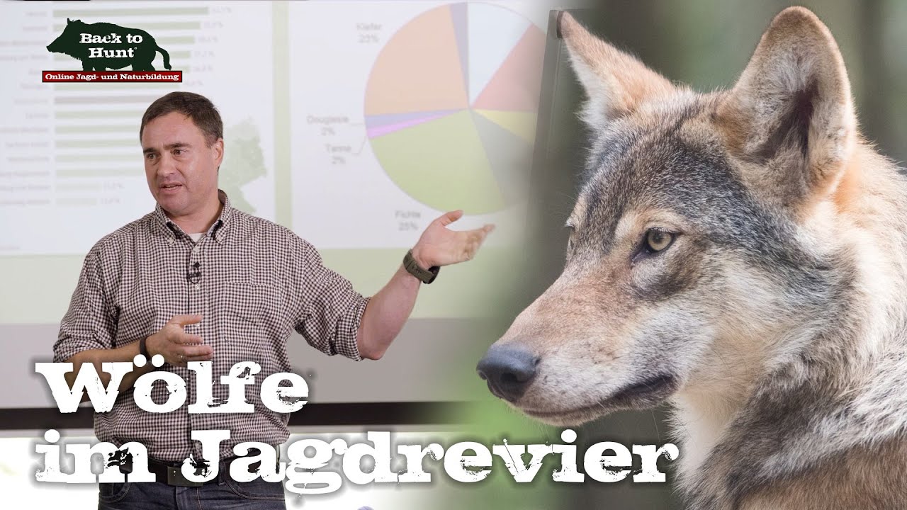Wölfe im Jagdrevier - Ein Erfahrungsbericht | Back to Hunt