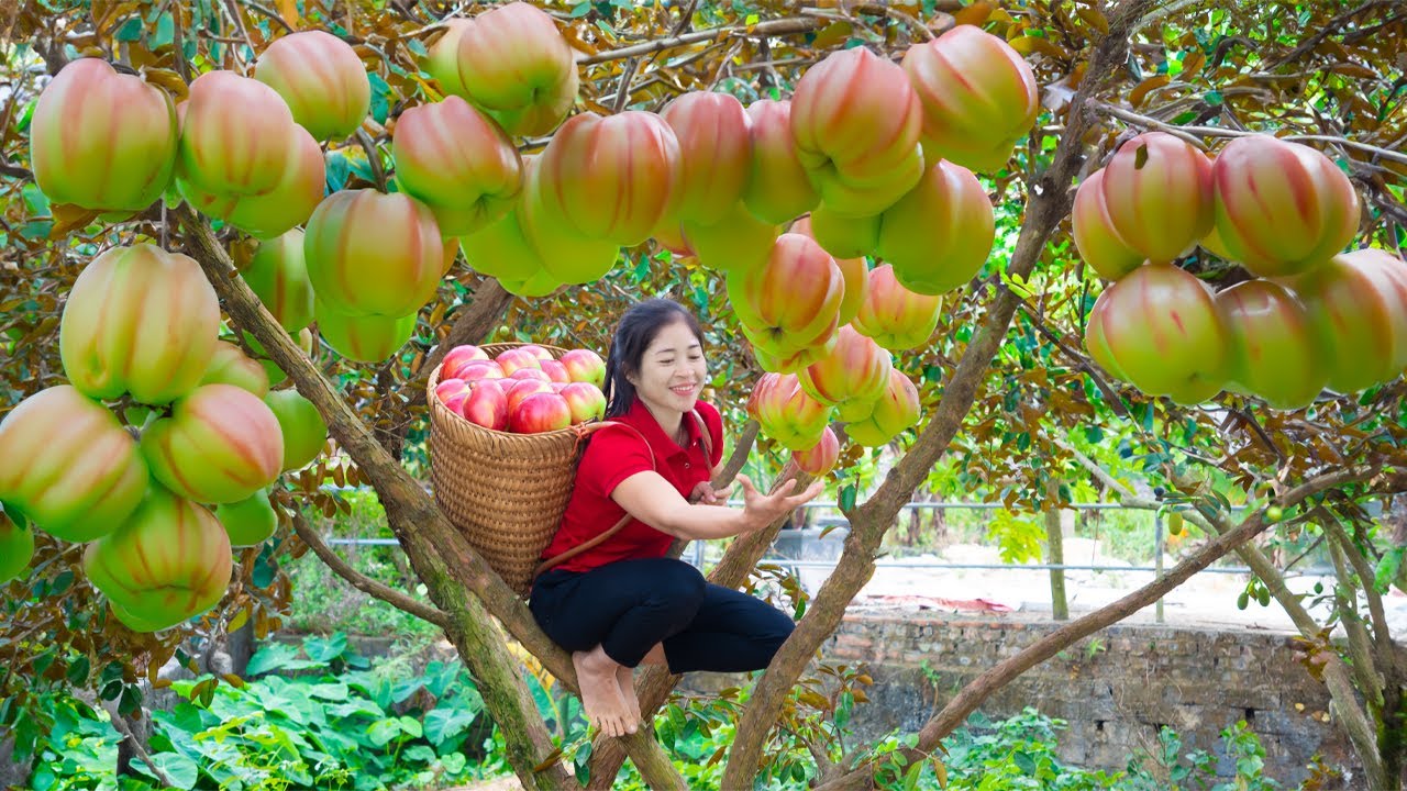Harvest Purple Star Apple & Goes To Market Sell | Harvesting And Cooking | Lý Song Ca