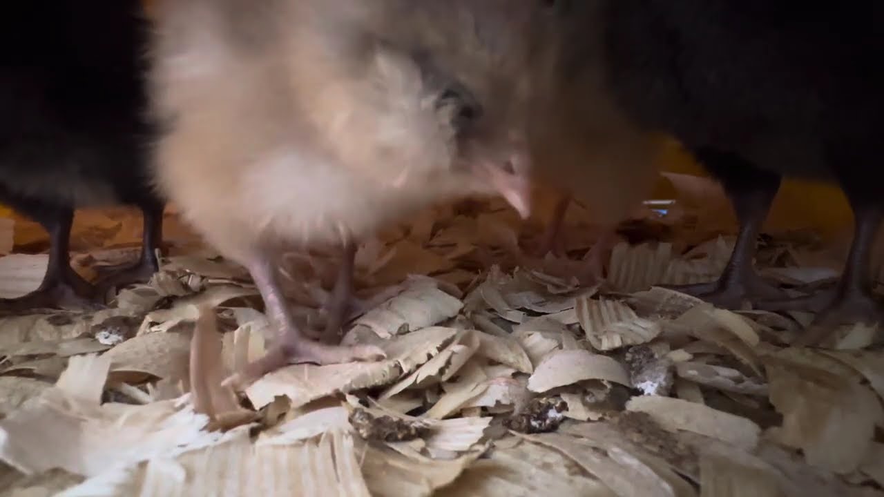 1-week old chicks peep under a heat plate