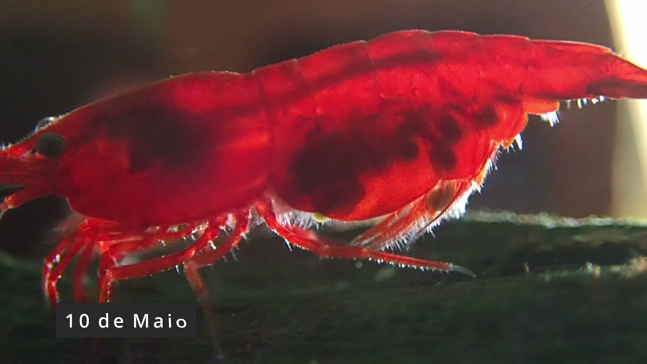 Nascimento de Neocaridinas Red Sakura - Maio 2021