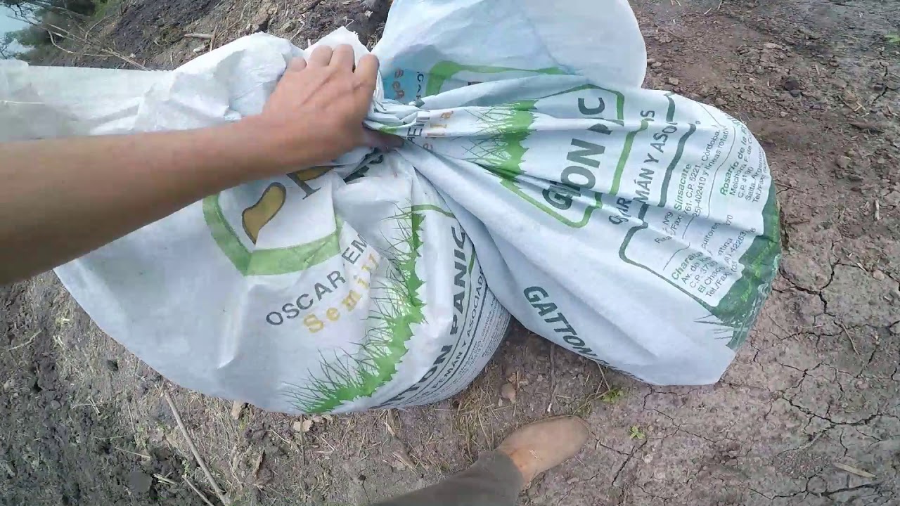 Sembrando pasto gatton panic