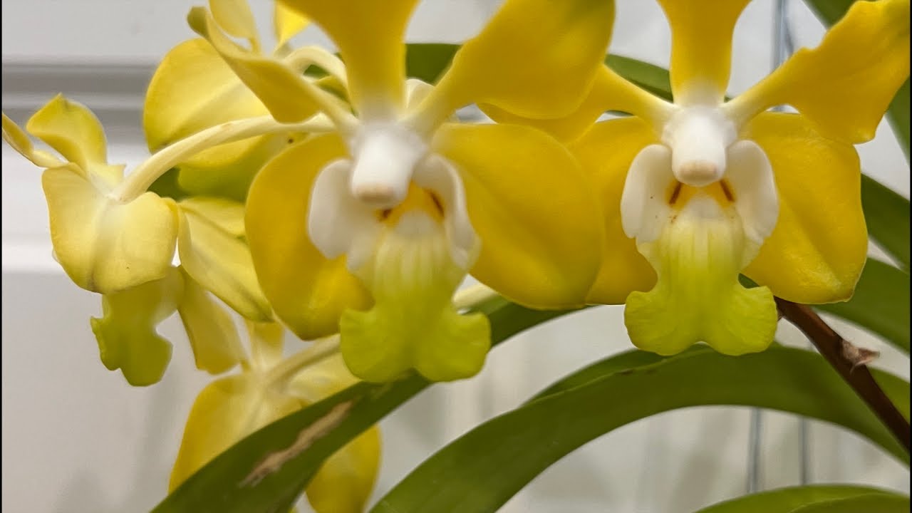 Unboxing Orchods for Sale! Orchid Show season is about to start….
