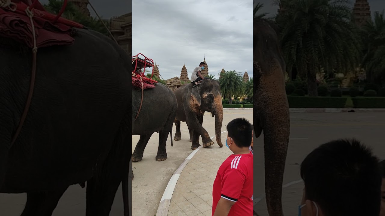 Elephant #cambodia #phnompenh #shorts #safari