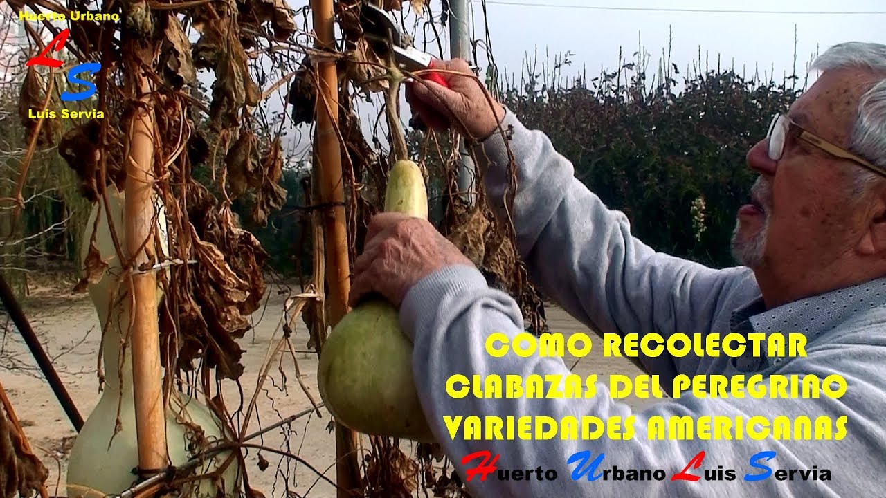 Como Recolectar las Calabazas del Peregrino - Variedades Americanas - Huerto Urbano Luis Servia