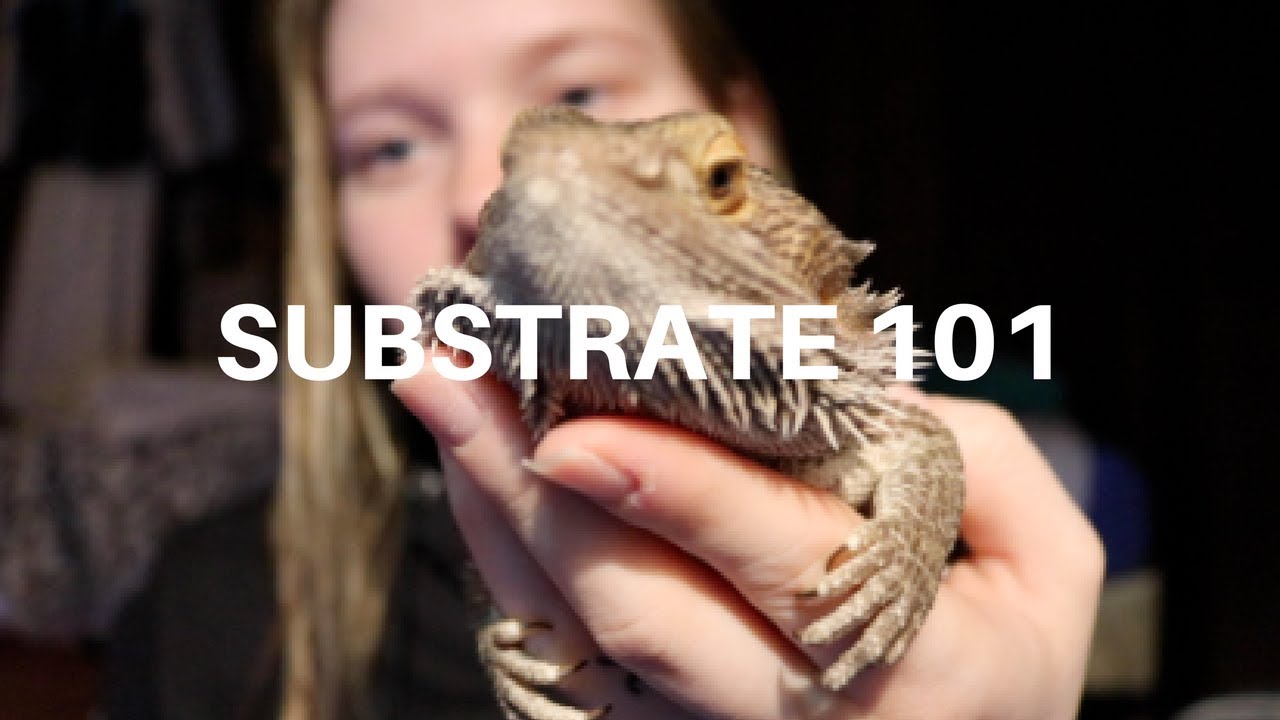 BEARDED DRAGON SUBSTRATES 101 | Pros and Cons