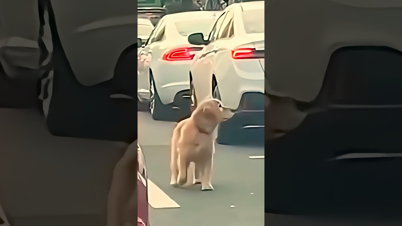 捨てられたレトリバーの新しい家族