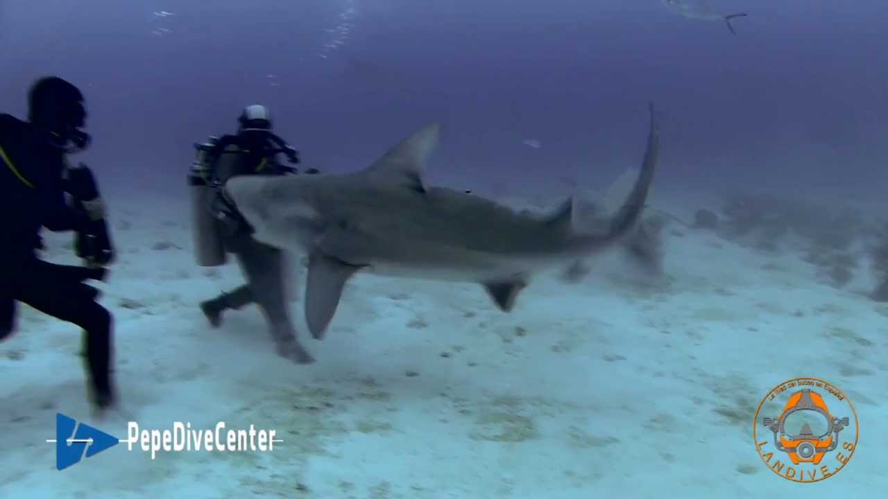 Tiburones Toro con Pepe Dive Center.