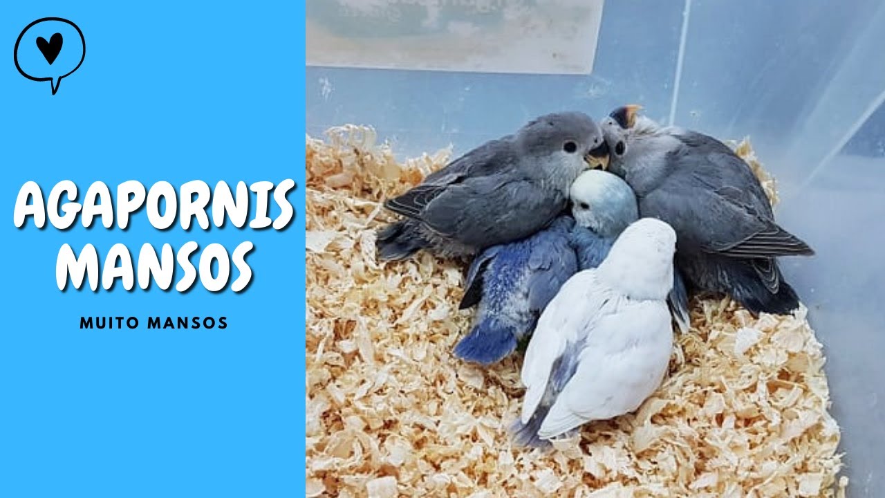 COMO DEIXAR AGAPORNIS MANSOS - UDP