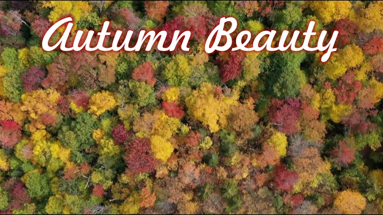 Autumn Beauty : Beautiful Fall scenery and relaxing music!