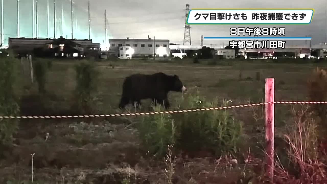 クマ　宇都宮大学付近で目撃　昨夜捕獲できず