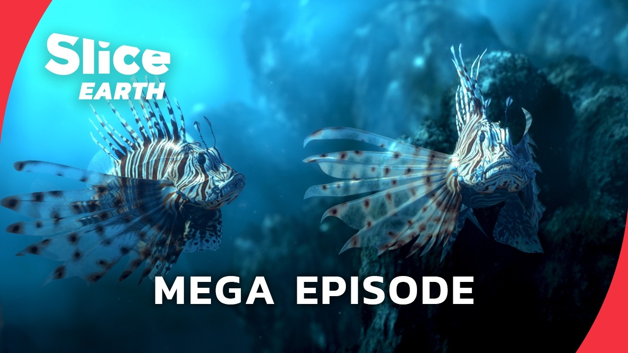Mega Episode: How Exotic Species Conquer Our Ecosystems |&nbsp;SLICE EARTH