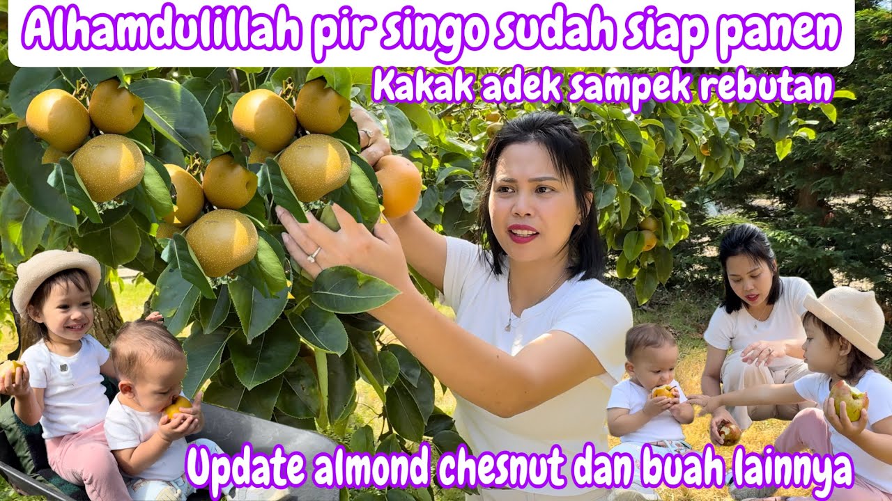 ALHAMDULILLAH PIR SINGO SUDAH SIAP PANEN || UPDATE ALMOND CHESNUT DAN BUAH LAIN NYA