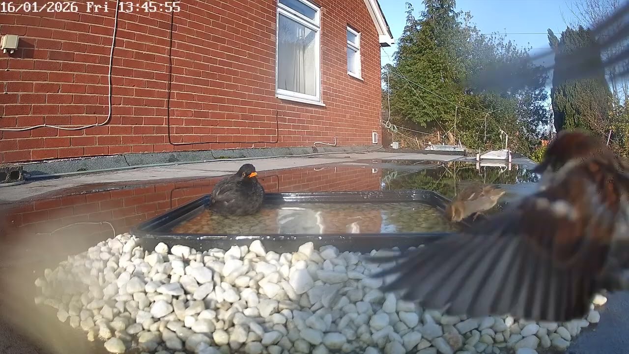 Garage bird bath, 16th January 2026