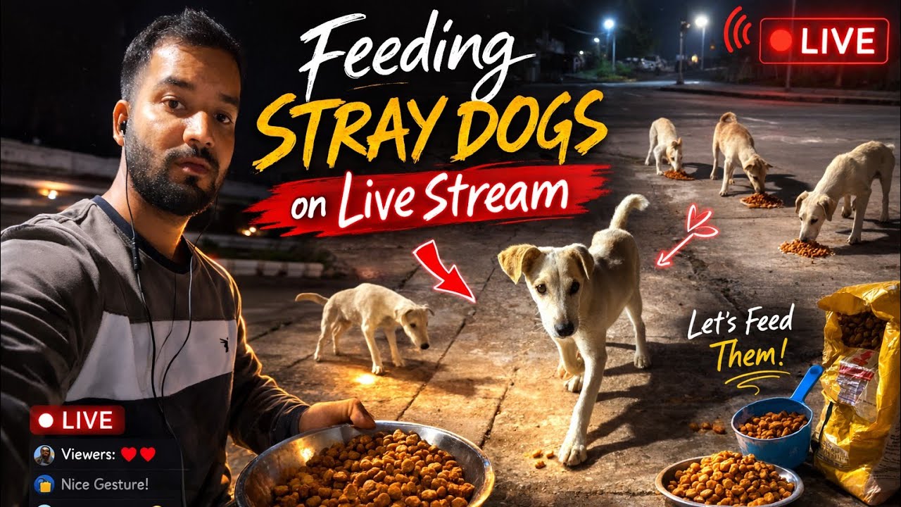 Feeding Stray Dogs - Live Stream