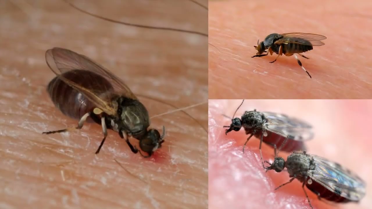 Mosquitos borrachudos, maruim, pólvora ou mosquito de mangue, como controlar?