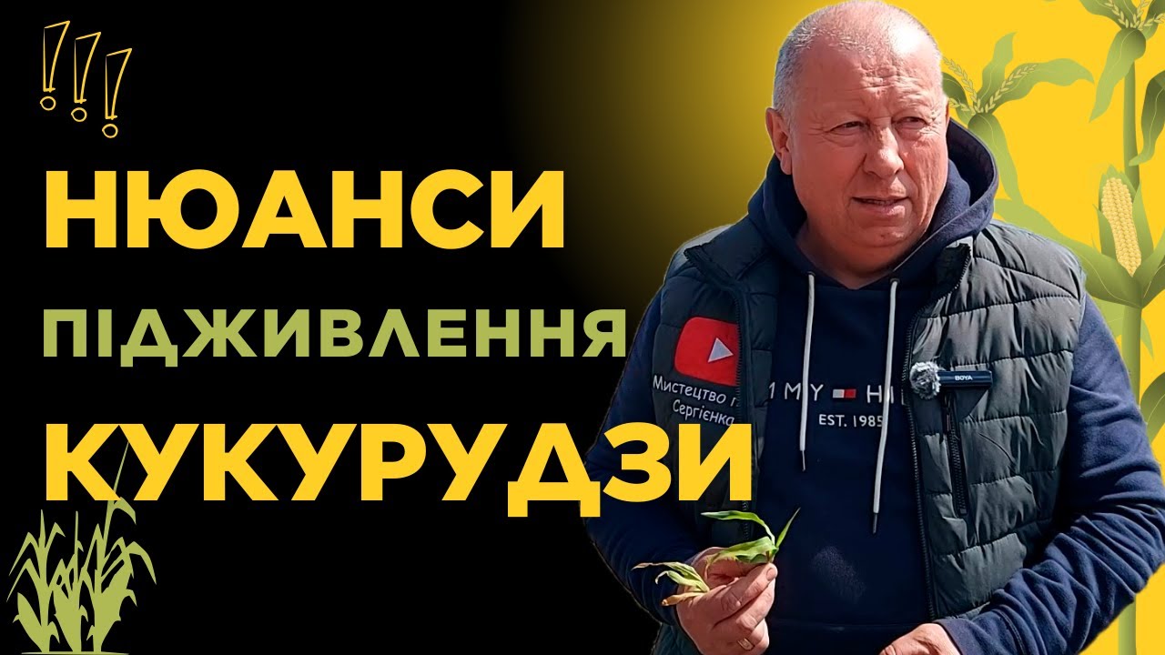 🌽НЮАНСИ ПІДЖИВЛЕННЯ КУКУРУДЗИ🌽🌽