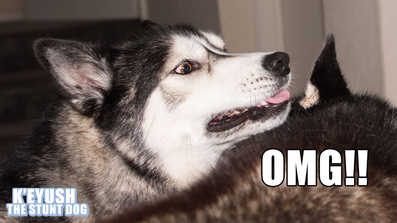 Shocked Husky Surprised By Best Friend For Birthday!
