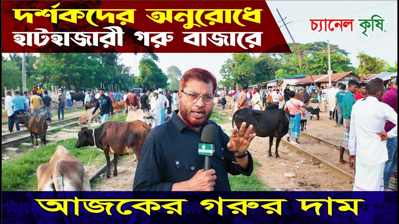 Hathazari Goru Bazar | হাটহাজারী গরু বাজার | Chattogram | Krishi Vlog | হাট বাজার | Channel Krishi